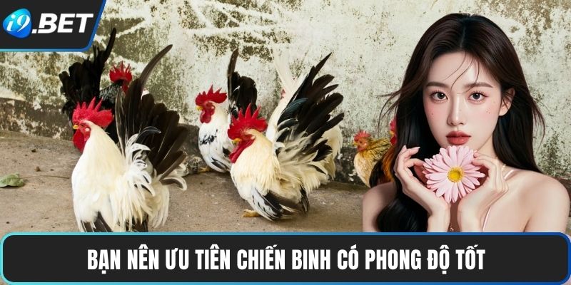 Đá Gà Tre | Tốc Độ Nhanh Nhẹn, Trận Đấu Đậm Chất Truyền Thống 4 Bạn nên ưu tiên chiến binh có phong độ tốt