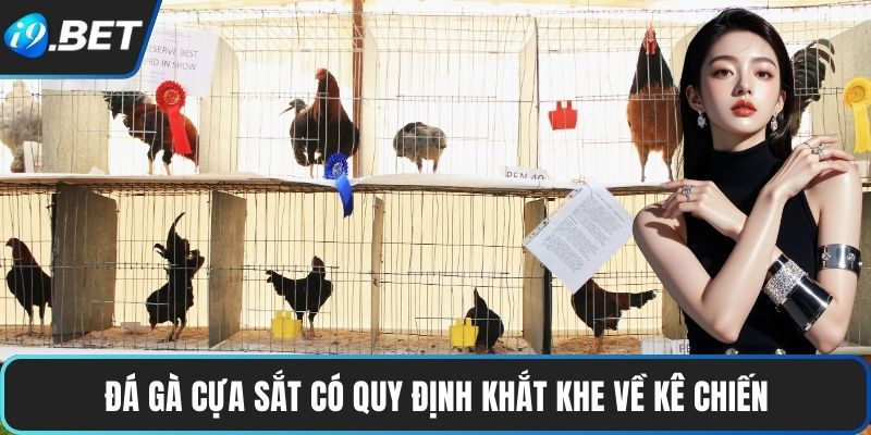 Đá Gà Cựa Sắt có quy định khắt khe về kê chiến