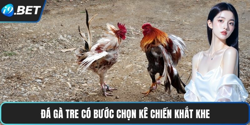 Đá Gà Tre | Tốc Độ Nhanh Nhẹn, Trận Đấu Đậm Chất Truyền Thống 2 Đá Gà Tre có bước chọn kê chiến khắt khe