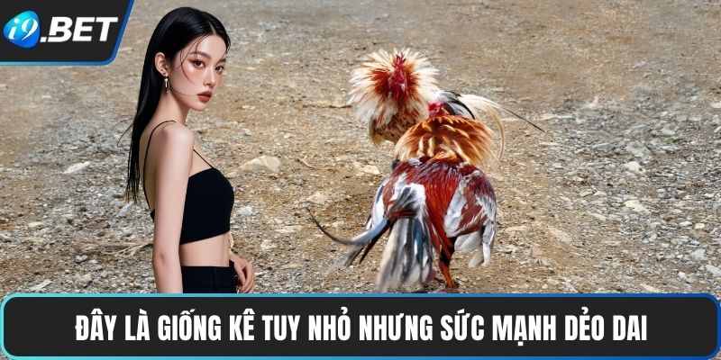 Đá Gà Tre | Tốc Độ Nhanh Nhẹn, Trận Đấu Đậm Chất Truyền Thống 3 Đây là giống kê tuy nhỏ nhưng sức mạnh dẻo dai