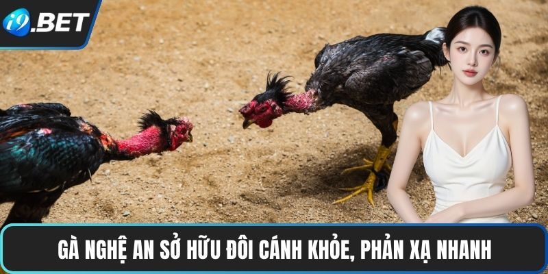 Đá Gà Đòn | Trận Đấu Chiến Thuật, Gay Cấn Từng Giây 4 Gà Nghệ An sở hữu đôi cánh khỏe, phản xạ nhanh