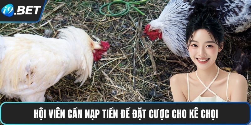 Hội viên cần nạp tiền để đặt cược cho kê chọi