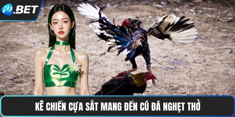 Kê chiến cựa sắt mang đến cú đá nghẹt thở