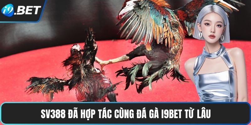 SV388 đã hợp tác cùng Đá gà I9BET từ lâu